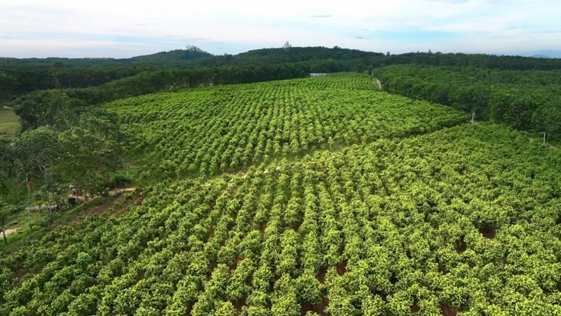 业融合 澄迈沉香产业乘势而上开元ky棋牌发力品牌建设与产(图3)