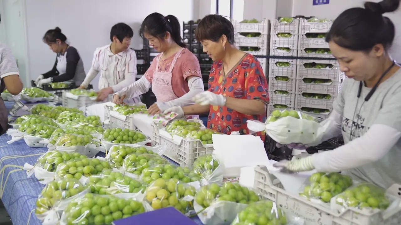 洲葡萄产业之变开元棋牌嘉兴秀(图2)